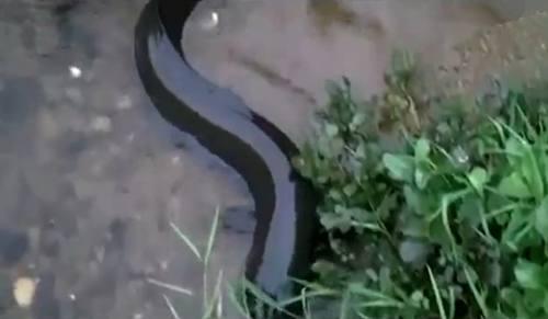 webtoon漫画台版官方网站下载 