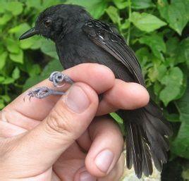 黑料吃瓜网apk普通安装 